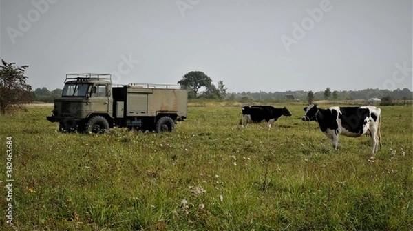 Obraz cows in a field