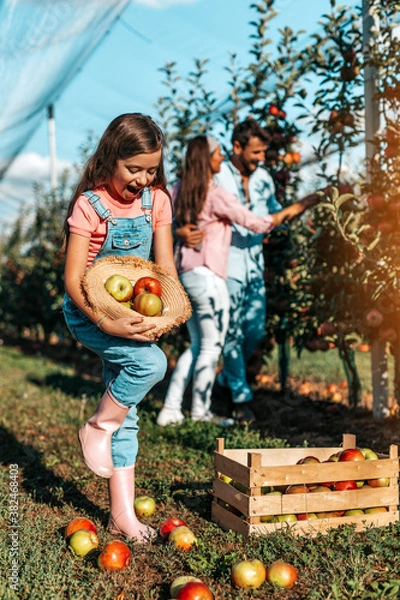 Fototapeta Happy family enjoying together while picking apples in orchard.