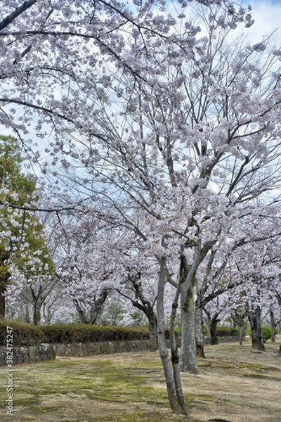 Fototapeta 姫路城の桜