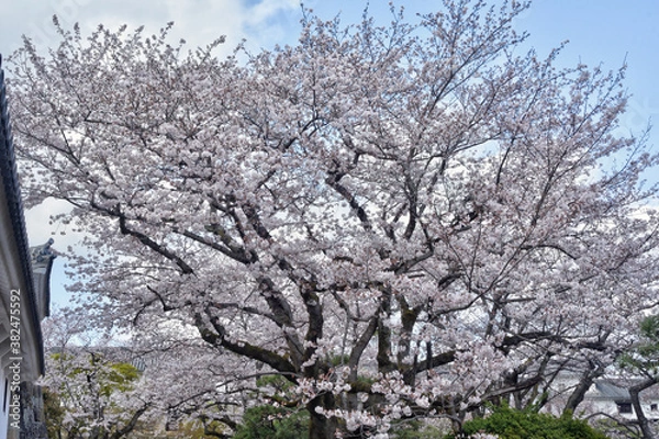 Fototapeta 姫路城の桜