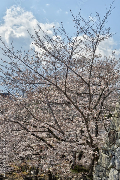 Fototapeta 姫路城の桜