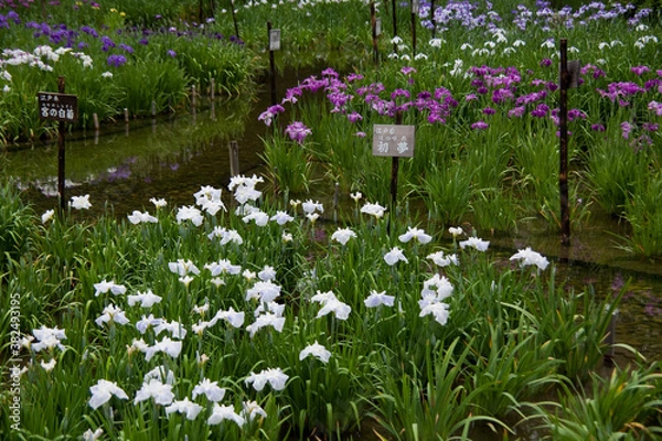 Fototapeta 花菖蒲