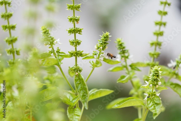Fototapeta Basil plants in bloom and a bee flying and pollinating the flowers, blurry background with bokeh.