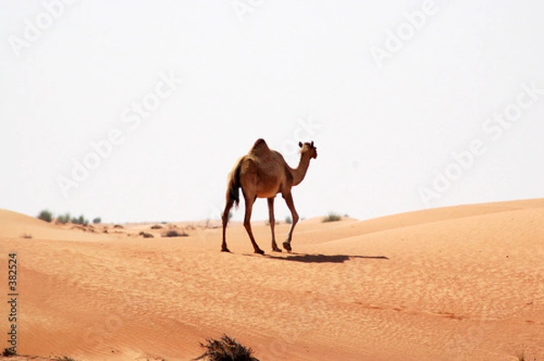 Obraz wielbłąd na wolności