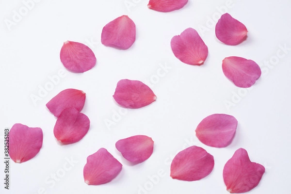 Fototapeta サザンカの花びら