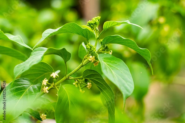 Obraz Gurmar medicinal tree