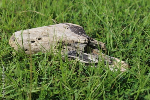 Fototapeta オカリナみたいな木