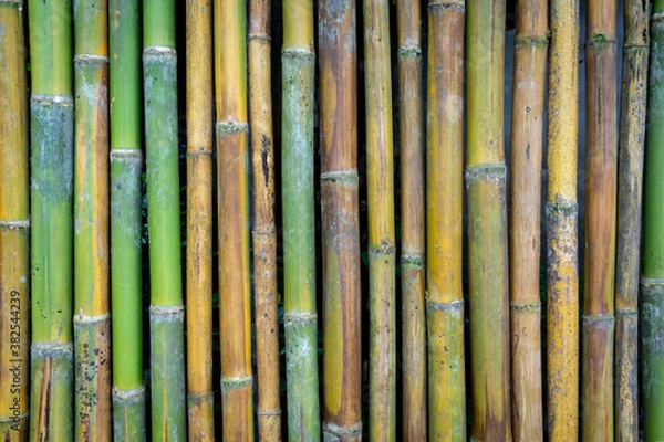 Obraz Bamboo texture wall background thailand.