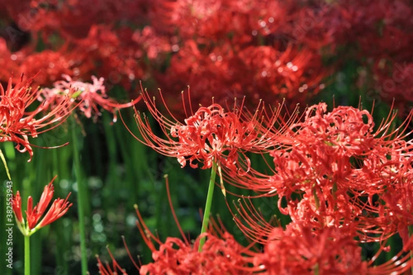 Fototapeta 曼珠沙華