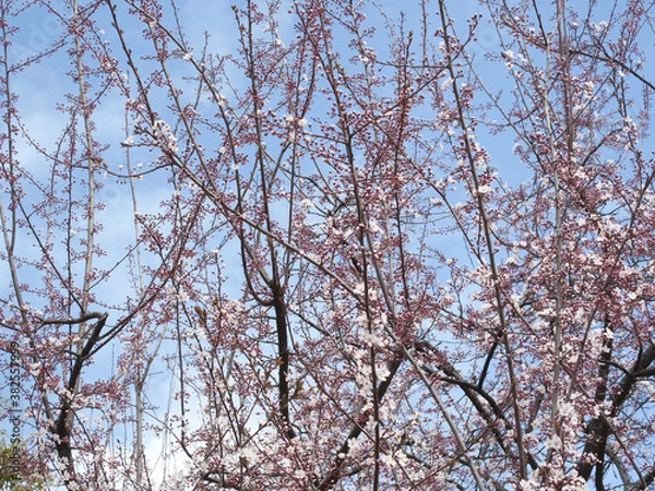 Fototapeta ベニバスモモの花