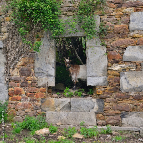 Fototapeta Carré une chèvre espagnole à la fenêtre à Urdax (31711), Navarre en Espagne, Europe