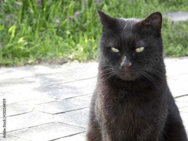 Obraz 黒い野良猫