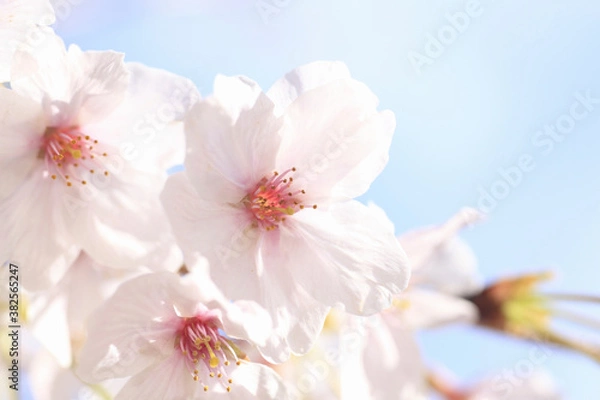 Fototapeta さくらの花のアップ