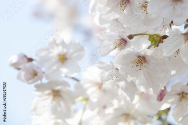 Fototapeta さくらの花のアップ