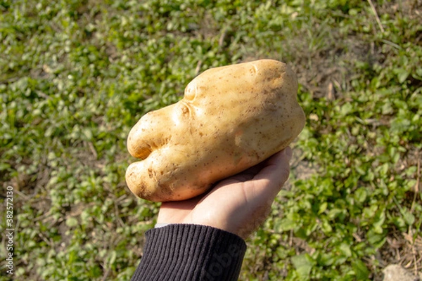 Fototapeta In the man's hand is a very large potato of interesting shape. Unusual shape and size. Harvesting