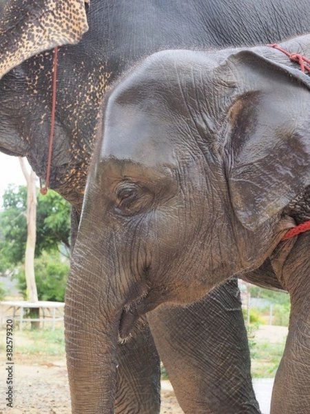 Obraz Éléphant de Thaïlande