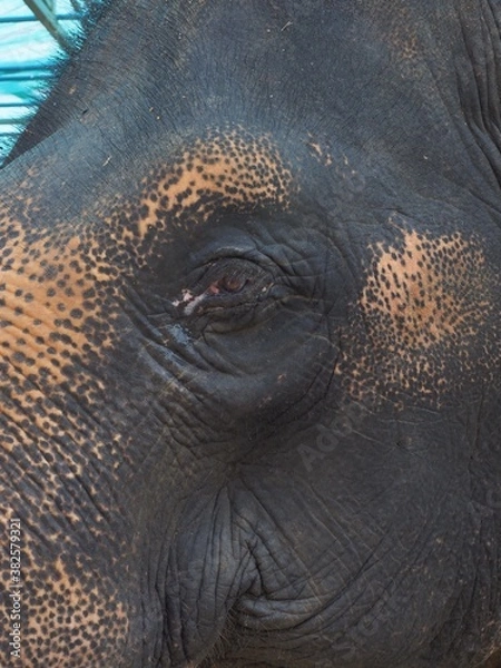 Obraz Éléphant de Thaïlande