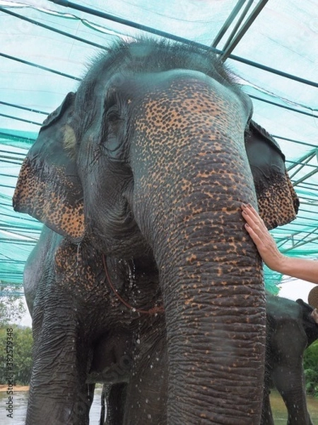 Obraz Éléphant de Thaïlande