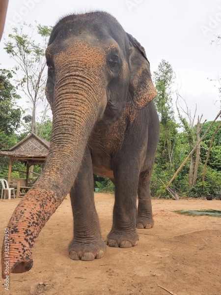 Obraz Éléphant de Thaïlande