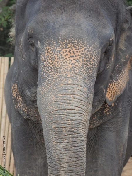 Obraz Éléphant de Thaïlande