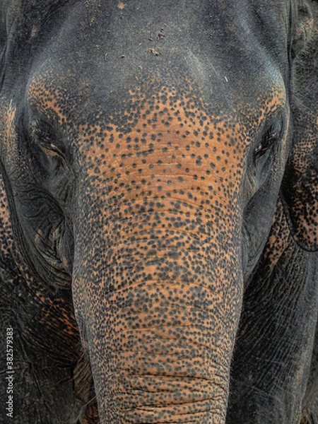 Obraz Éléphant de Thaïlande