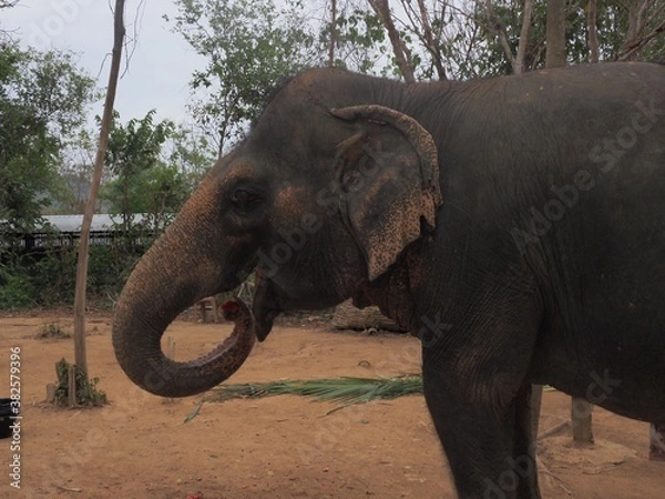 Obraz Éléphant de Thaïlande