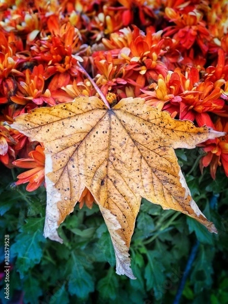 Fototapeta Couleurs et feuilles d’automne 