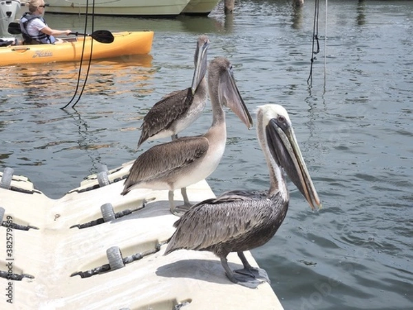 Obraz Trio de pélicans en Floride