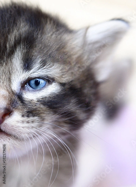 Obraz  Chaton aux yeux bleus