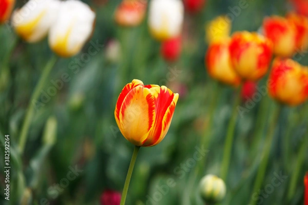 Obraz Tulips in the garden, spring