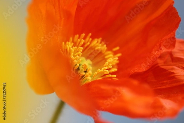 Obraz オレンジのポピー