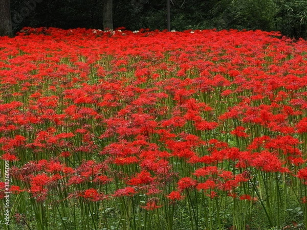 Fototapeta 彼岸花