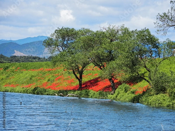 Fototapeta 彼岸花