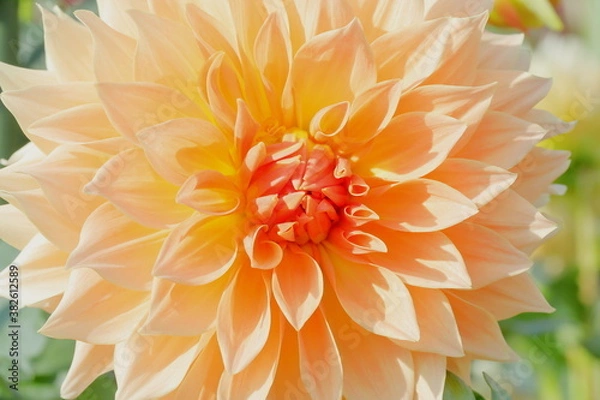 Fototapeta ダリア