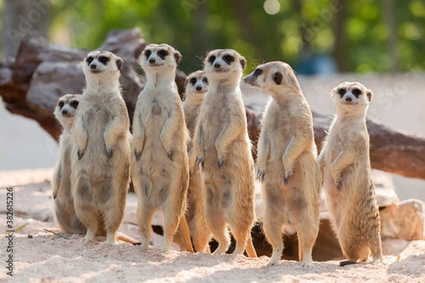 Fototapeta meerkat