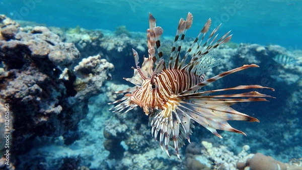Fototapeta Lion Fish in the Red Sea.