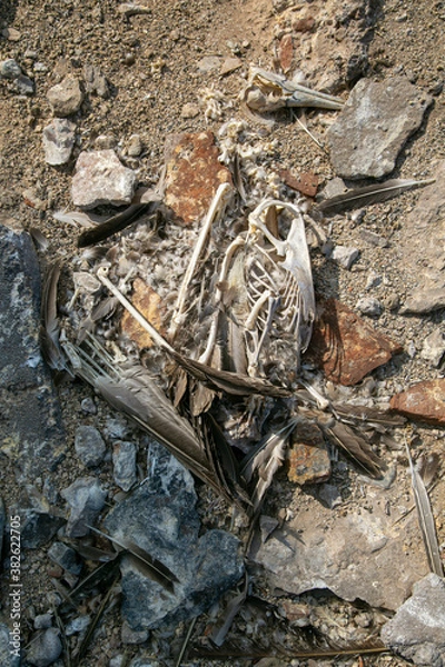 Fototapeta Bones of a dead pelican in an abandoned prison.