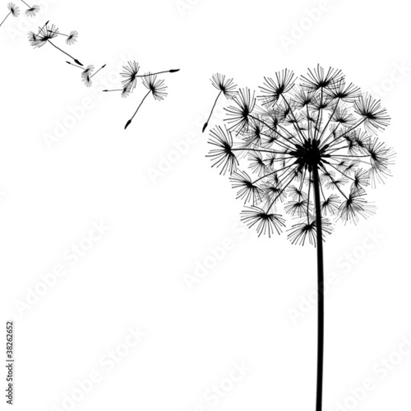 Fototapeta dandelion with seeds in the wind