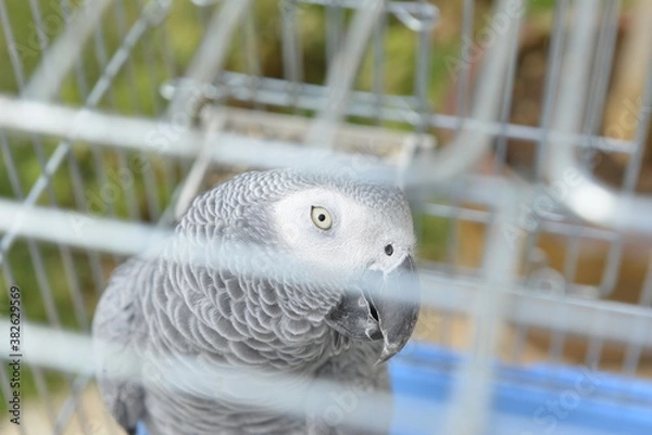 Fototapeta African grey parrot in the cage. Animal theme. Bird in cage close up. Bird looking. Friendly smart parrot.