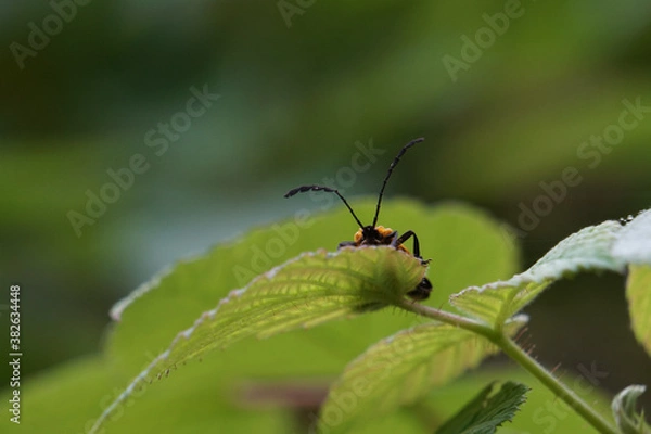 Fototapeta Beetle on leaf