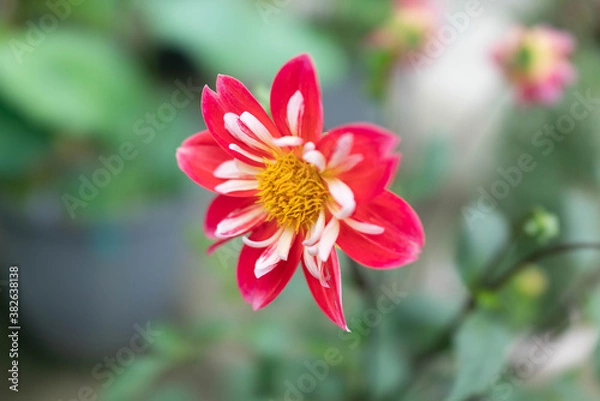 Fototapeta 赤色のダリア　コラレット咲き