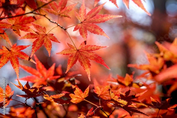 Fototapeta 美しいカラフルな紅葉の秋