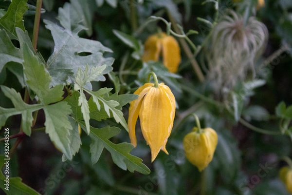 Obraz Żółty kwiat