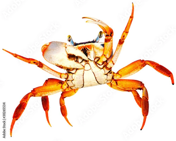 Fototapeta Rainbow Crab on white