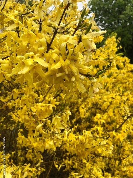 Fototapeta yellow autumn leaves