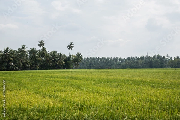 Obraz Sri Lanka Reis