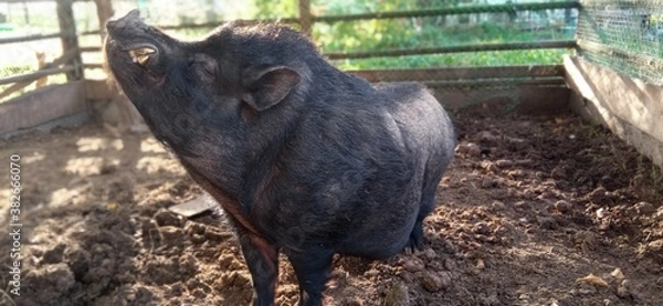 Obraz wild boar in the farm