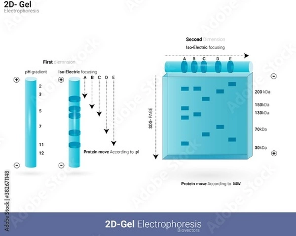 Obraz Diagrammatic representation of 2D gel electrophoresis. Analysis of protein by gel electrophoresis. Two-dimensional gel electrophoresis. isoelectric focusing and SDS PAGE. Separation of protein-based 