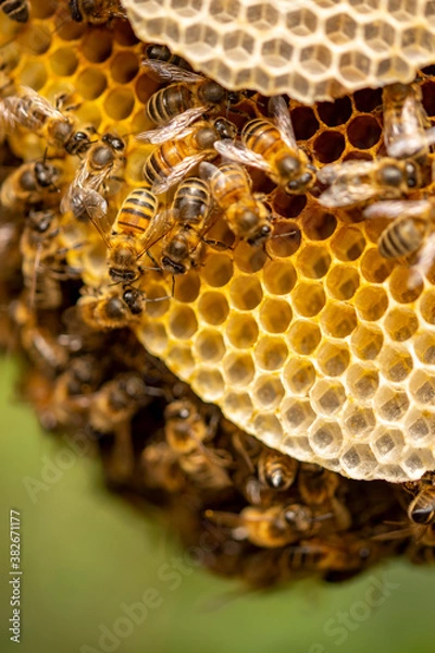 Fototapeta Colony of wild Apis Mellifera Carnica or Western Honey Bees on layers of honeycomb with out of focus green background