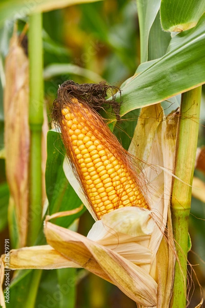 Fototapeta mais kolben